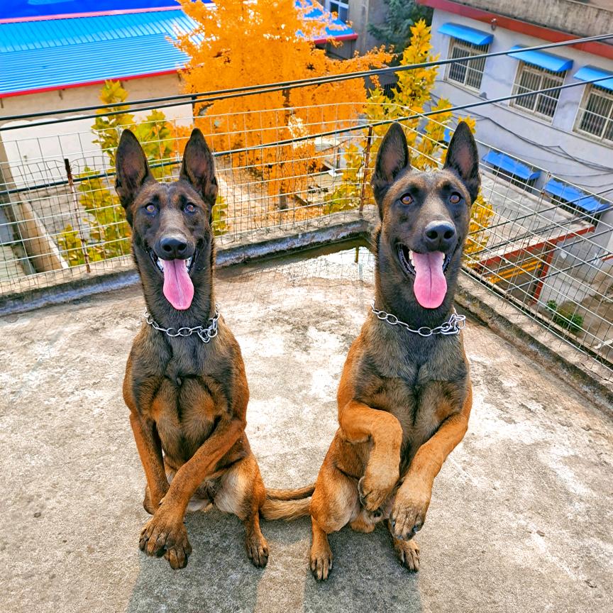 南阳机场马犬训养！