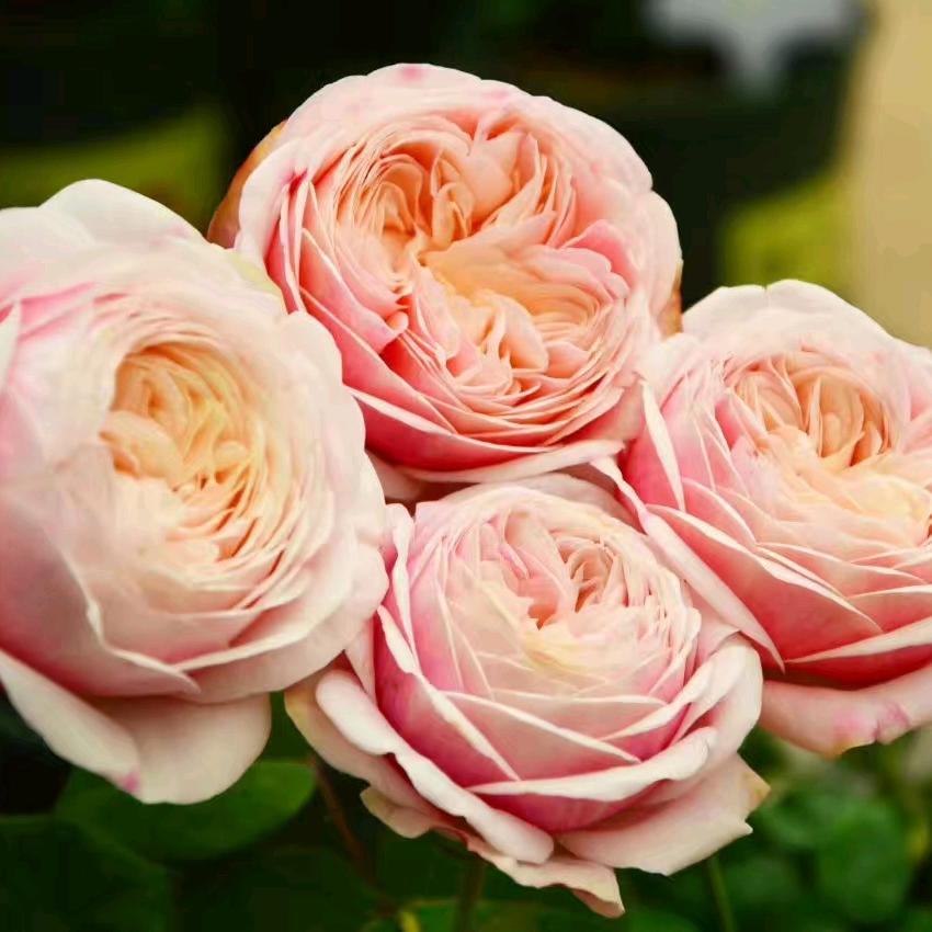 随芯月季