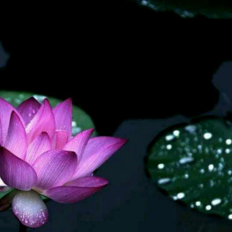 花瓣雨🌸