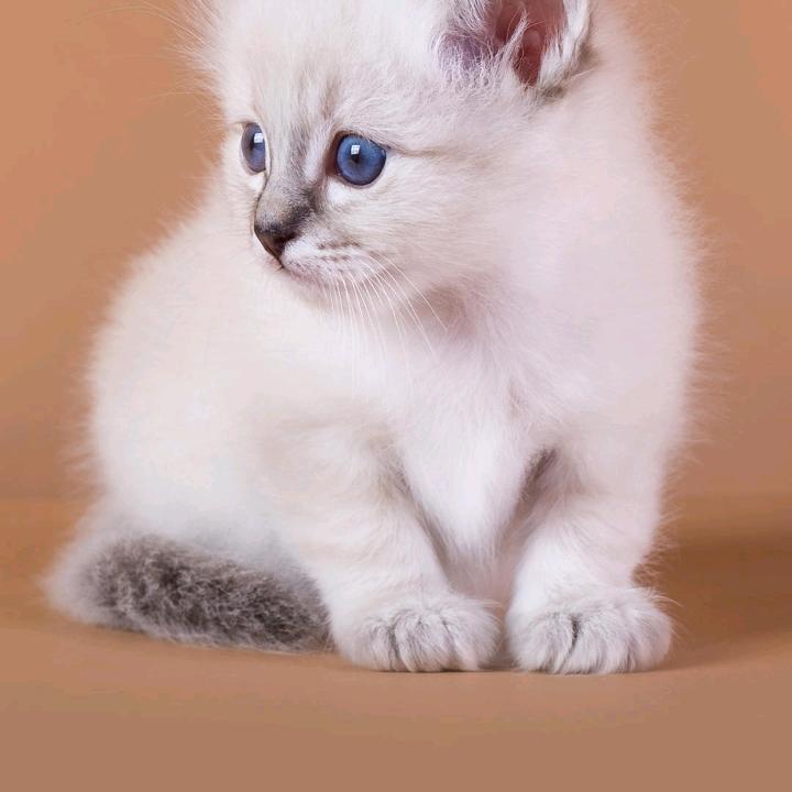 女神m9(´∀｀)就是你！