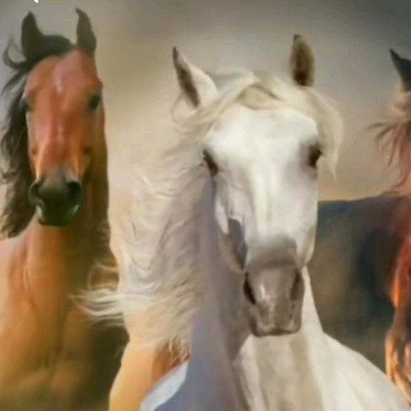 冰封雪尘（拒绝私聊）一匹倔犟的野马