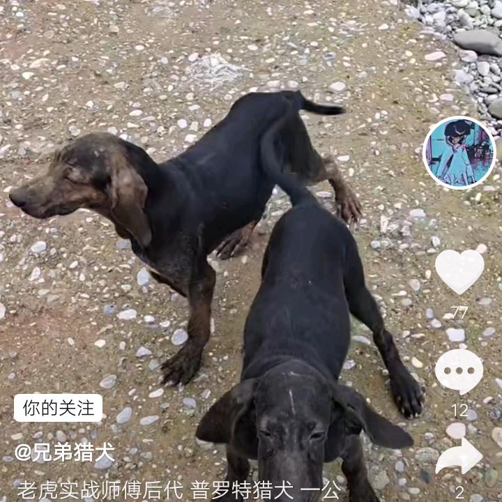 唐疯子