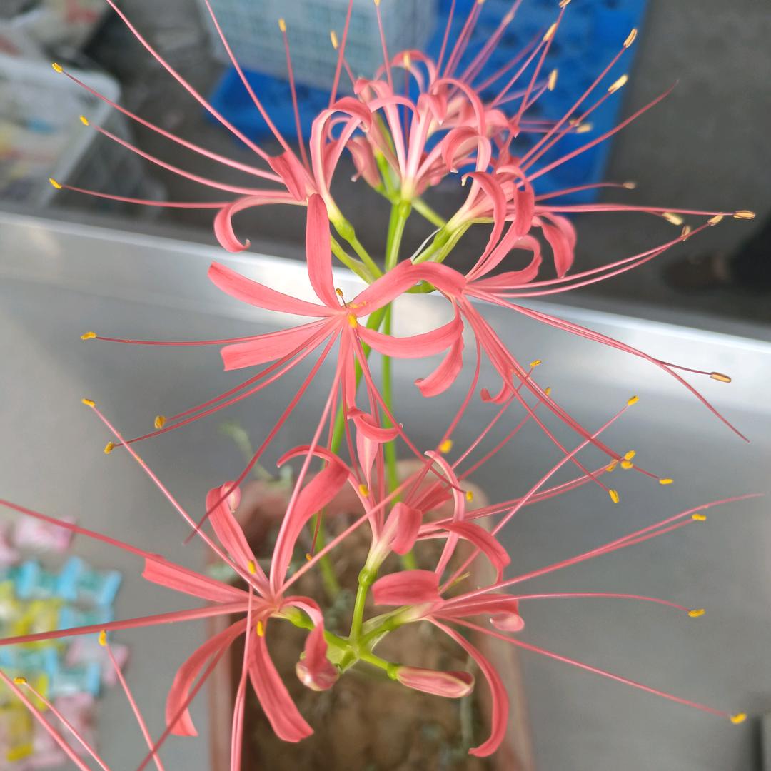 鱼的眼泪都是水