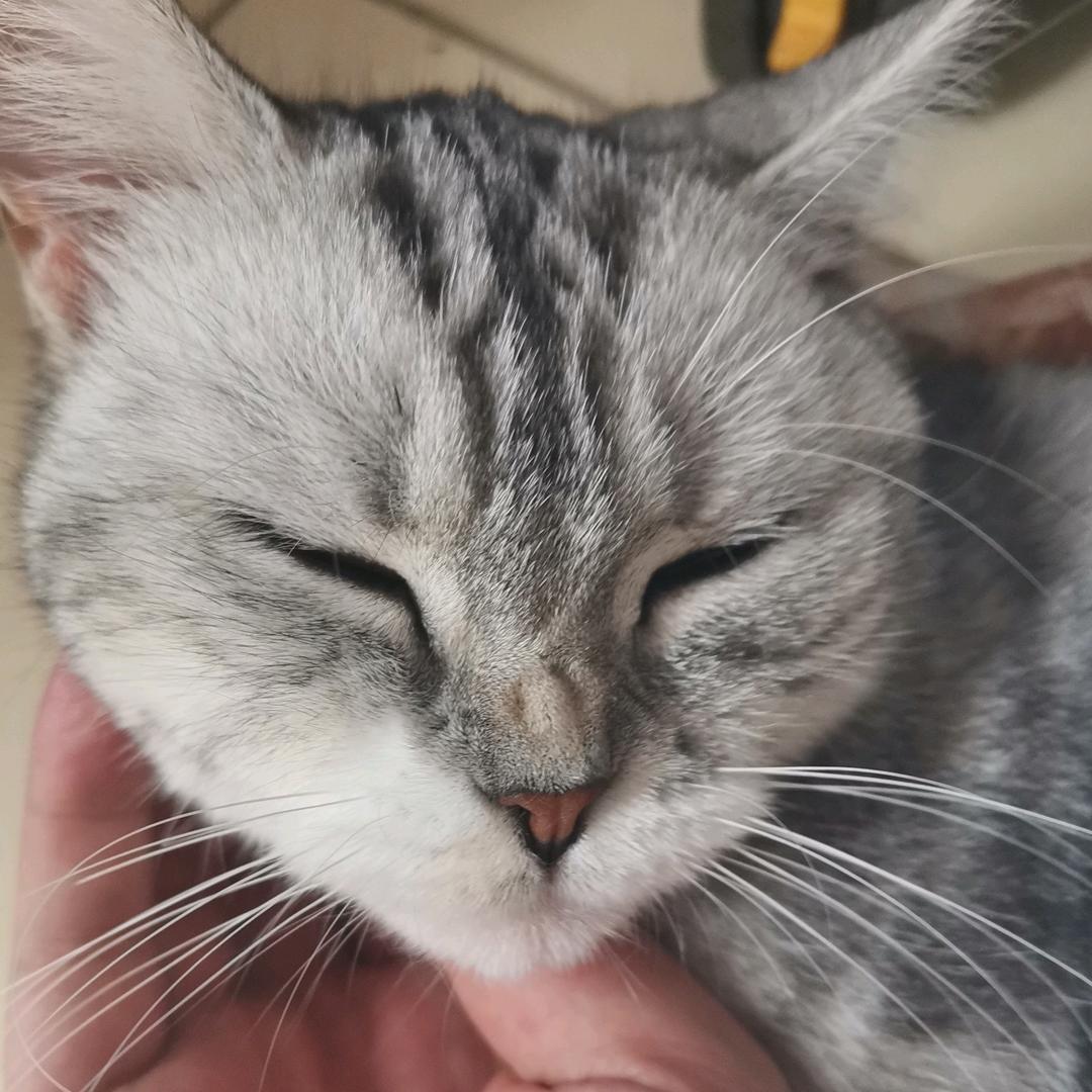 杜维