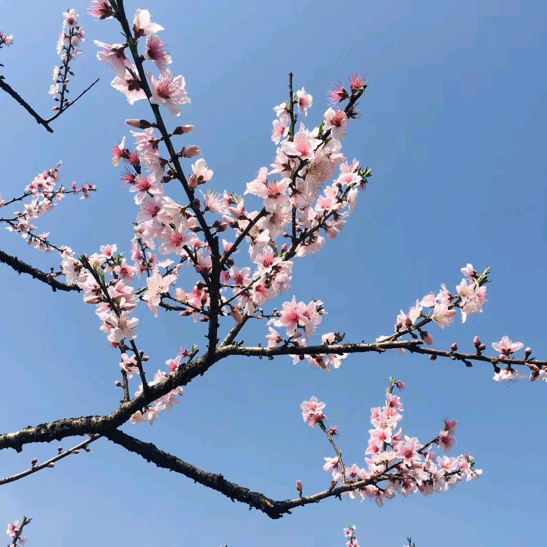 石榴红了