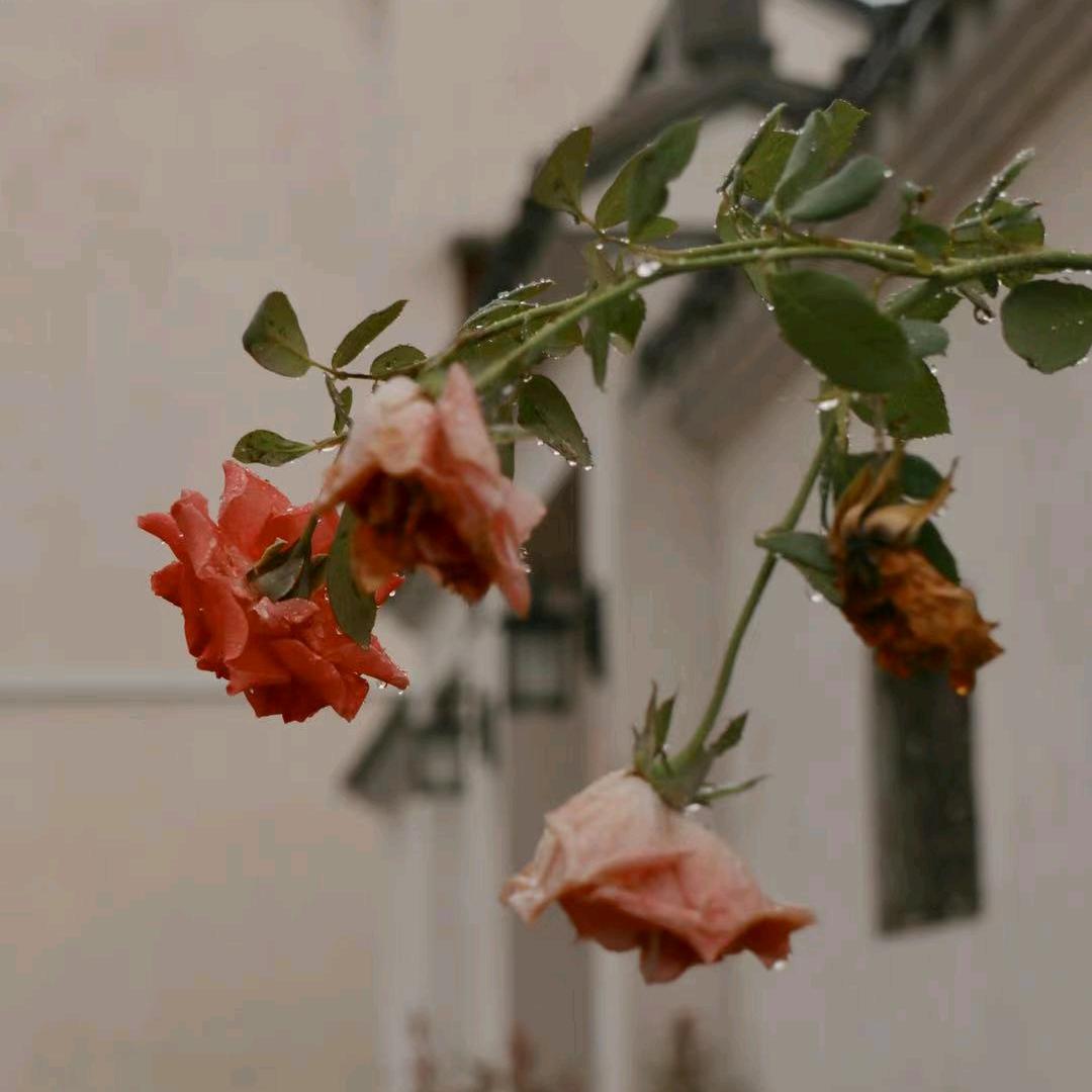 冰红茶