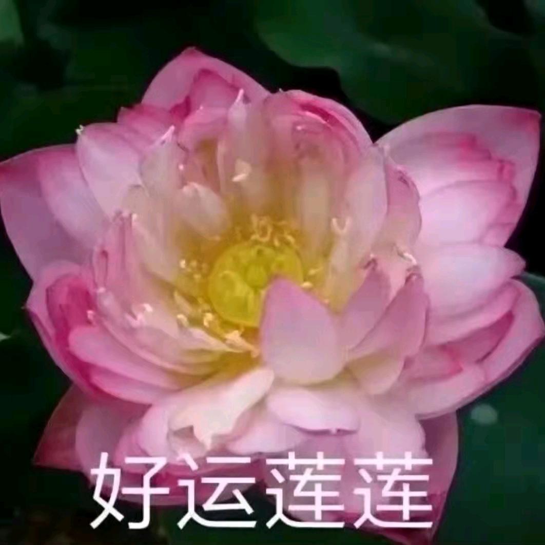富贵花开。