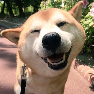 宛转蛾眉
