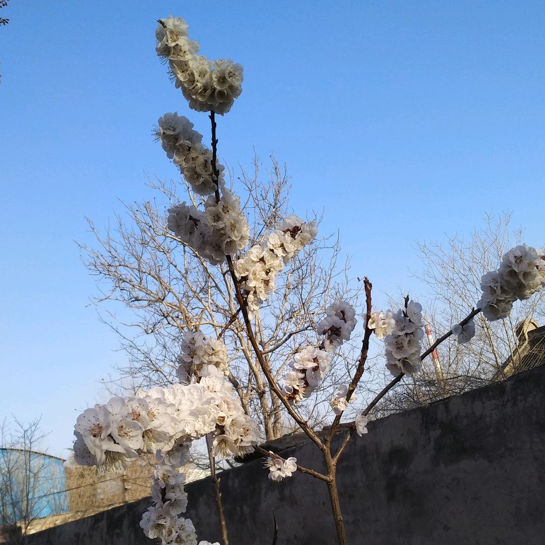 红苹果🍎