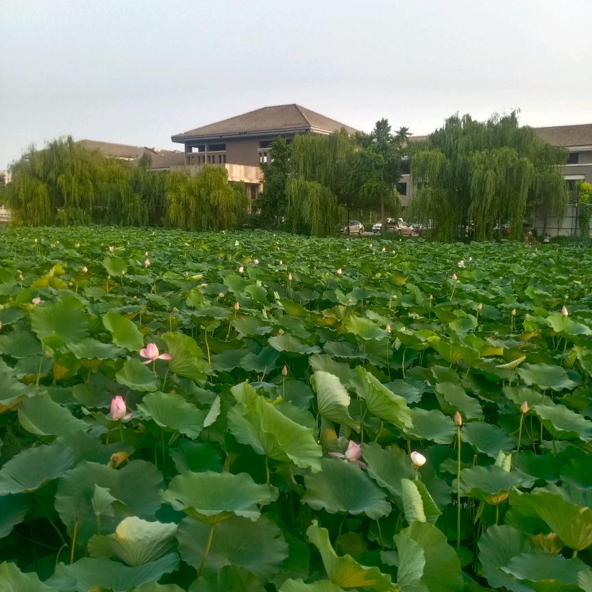 小西瓜大芝麻