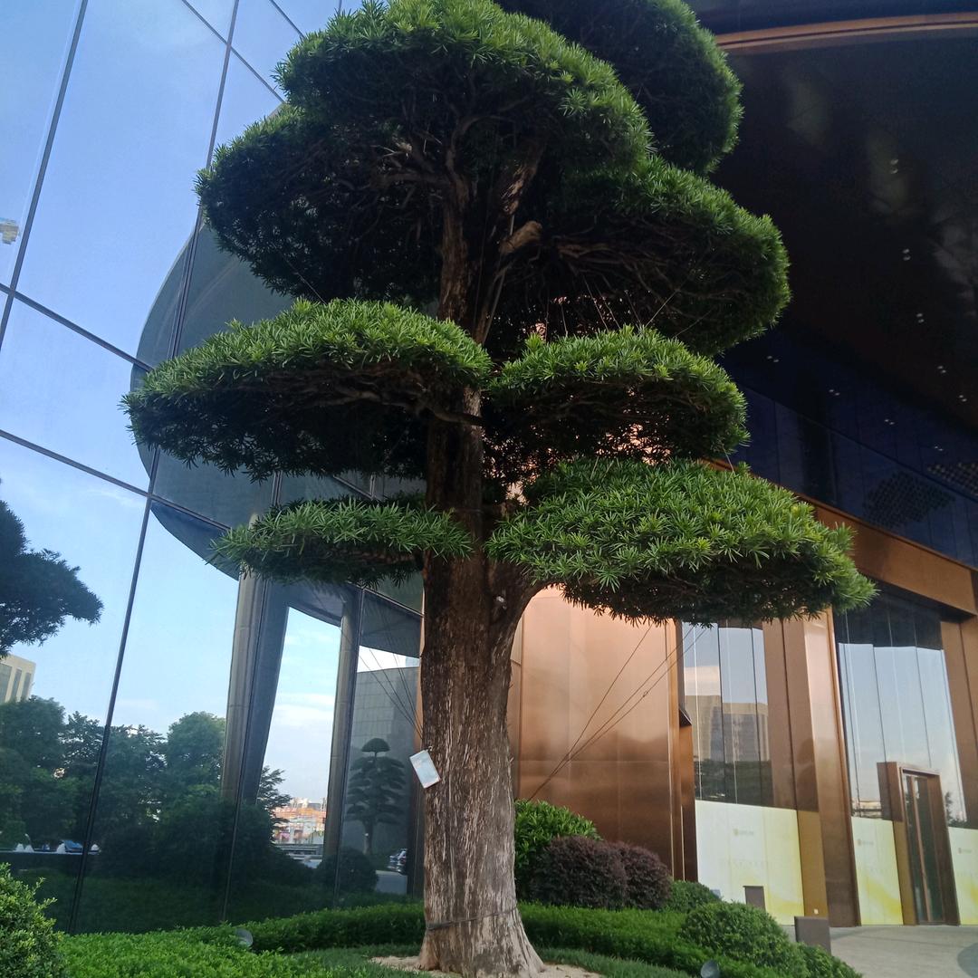 苍狼