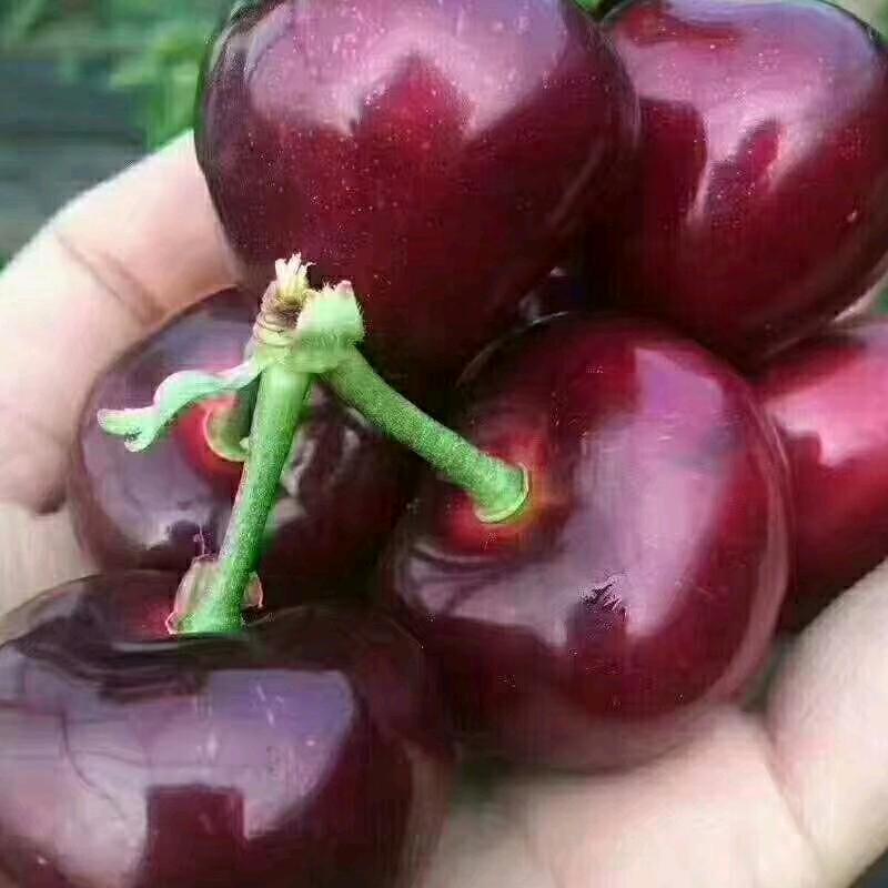 樱桃🍒^O^慕财不害命