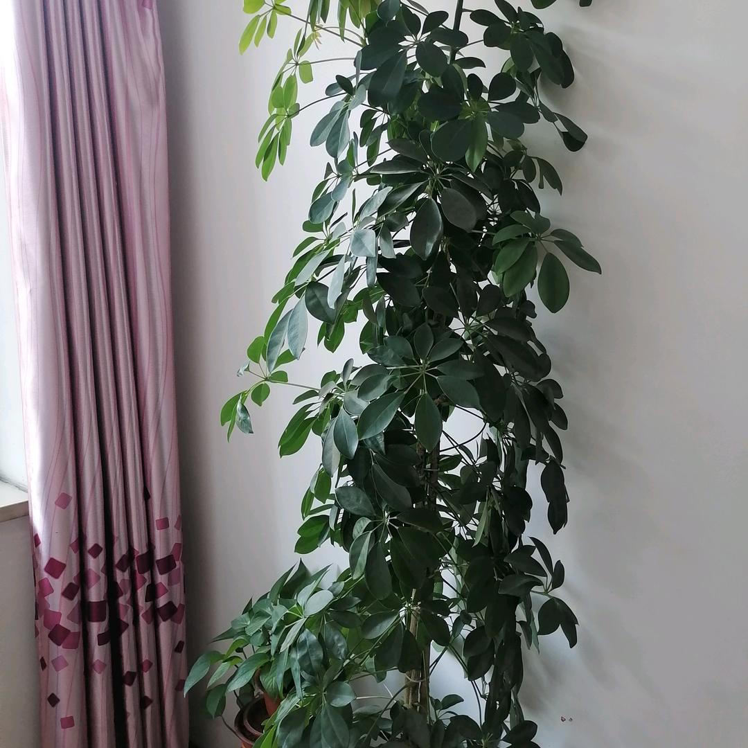 我行我素