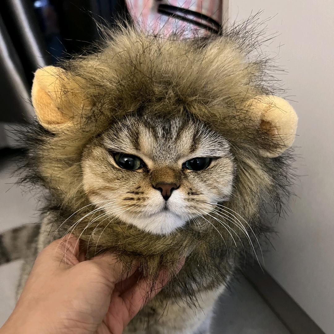 虎妞有点胖