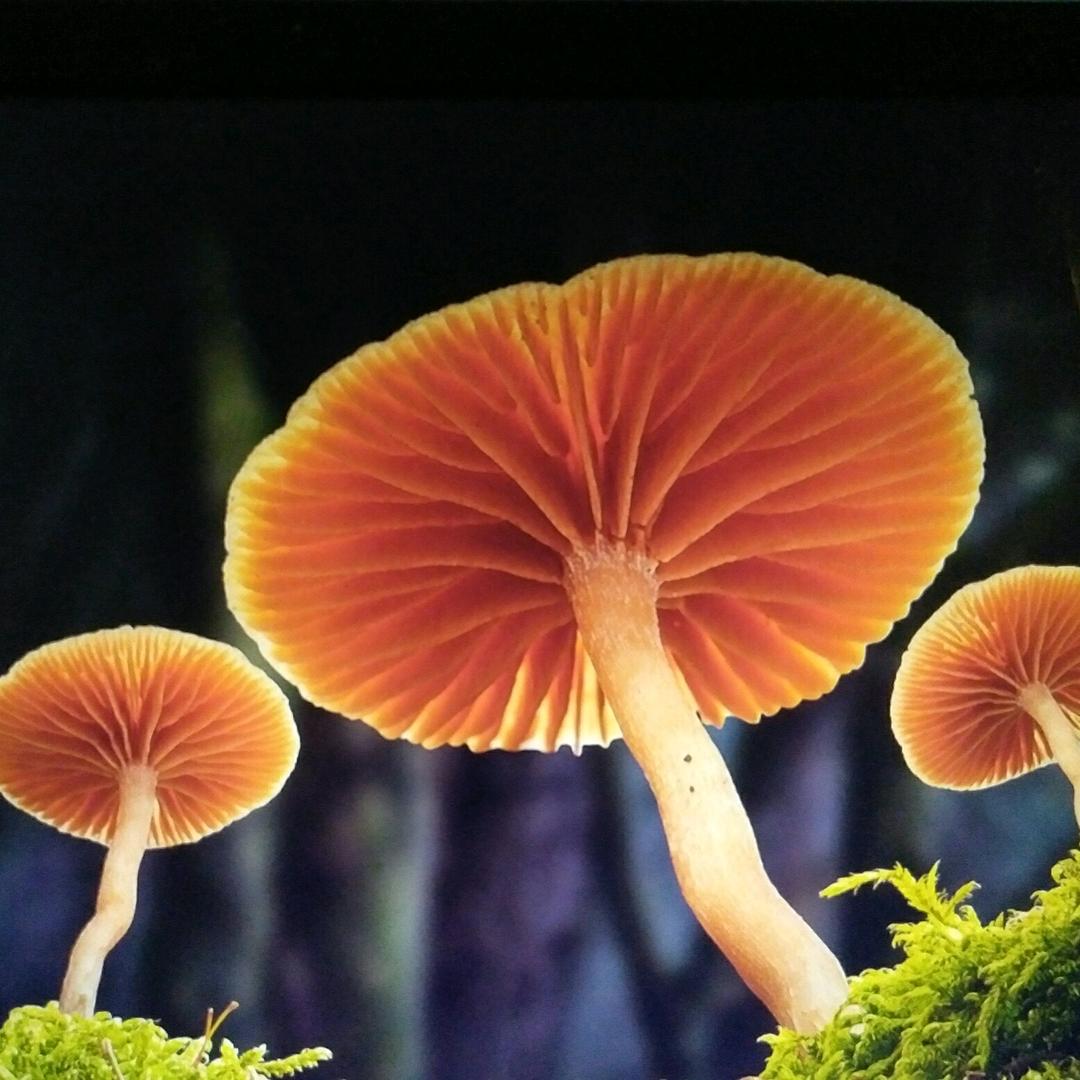 飘@雪(关注必回）