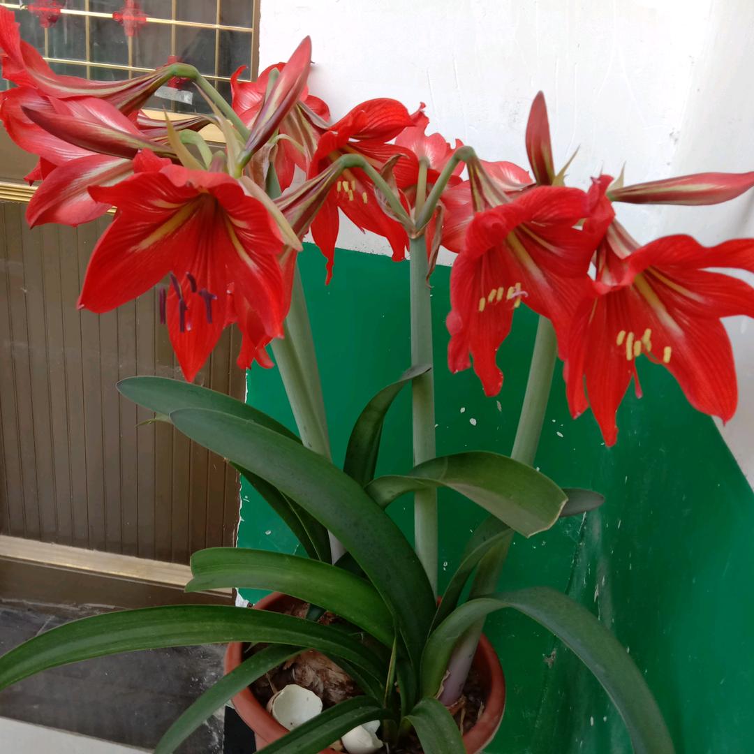 懿晨