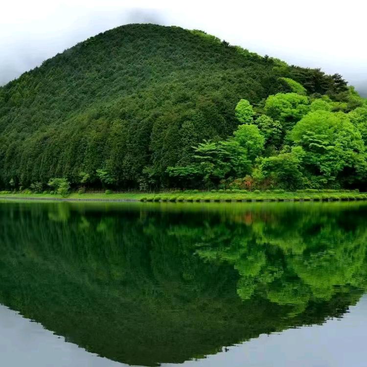 孙大想
