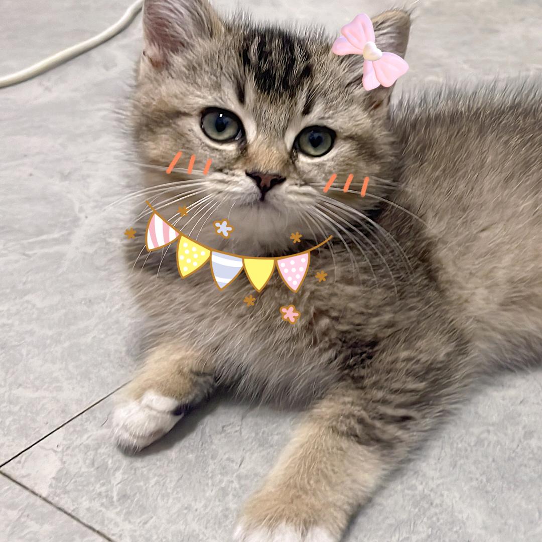 牛奶加泡芙
