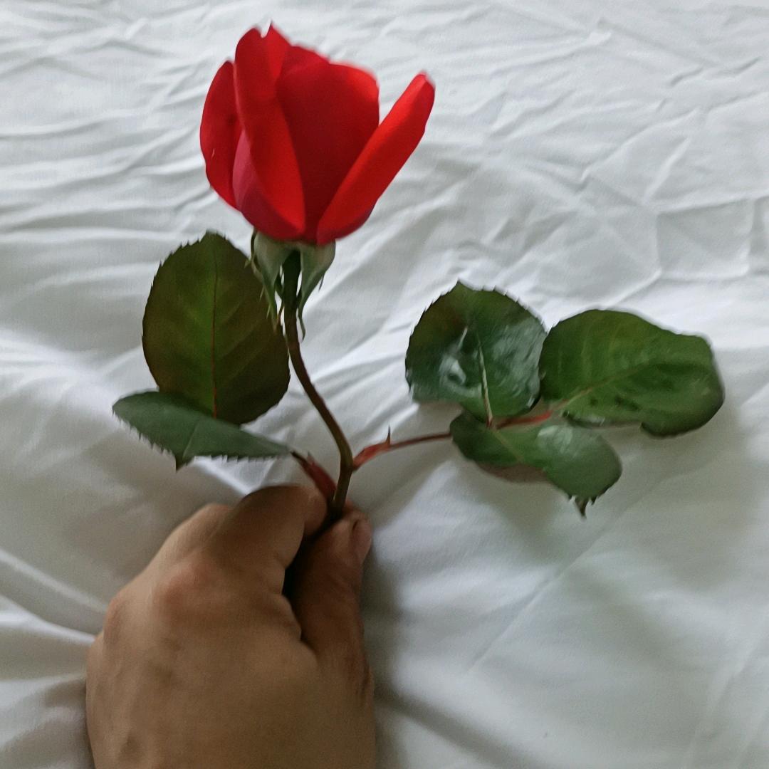 唯情不换人心