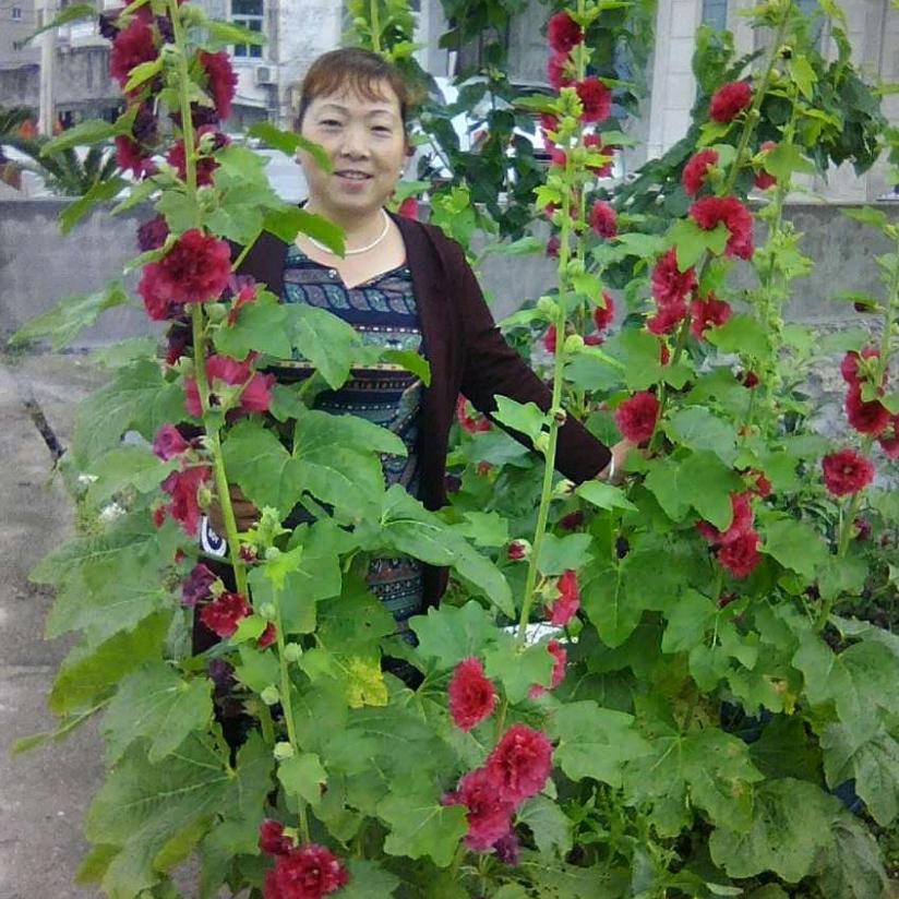 红心