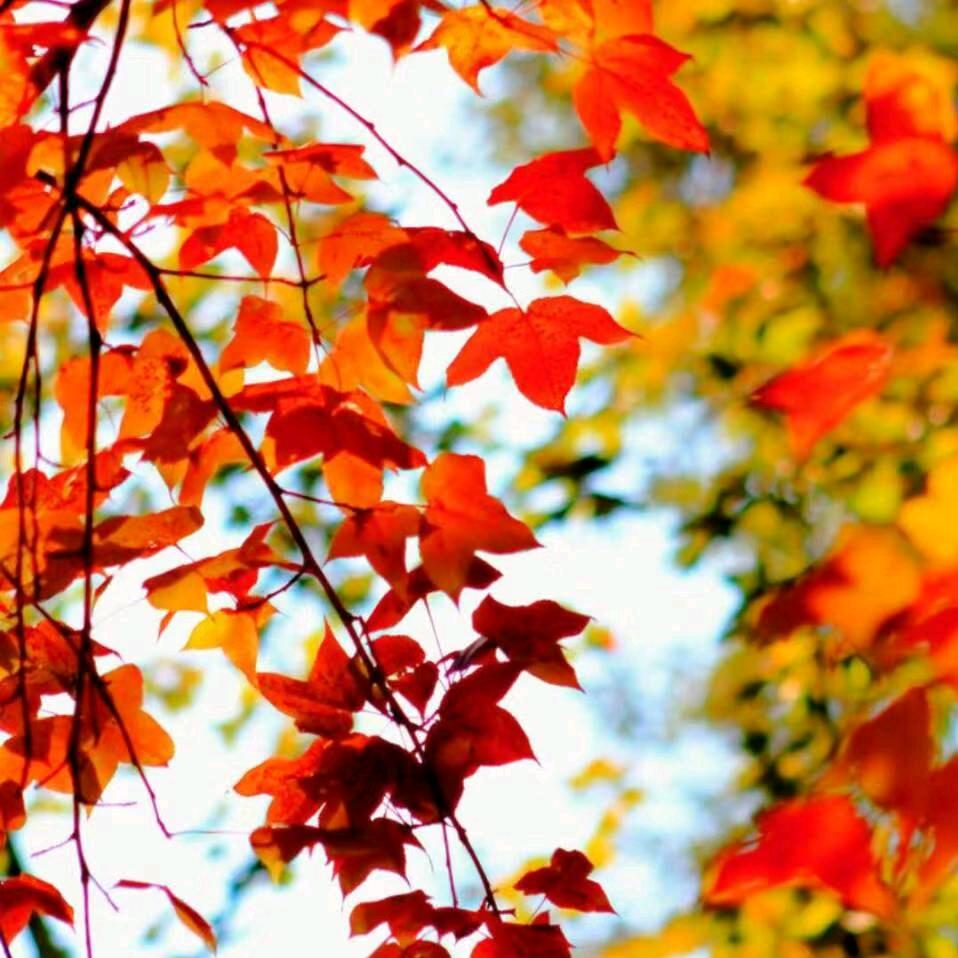 红枫叶