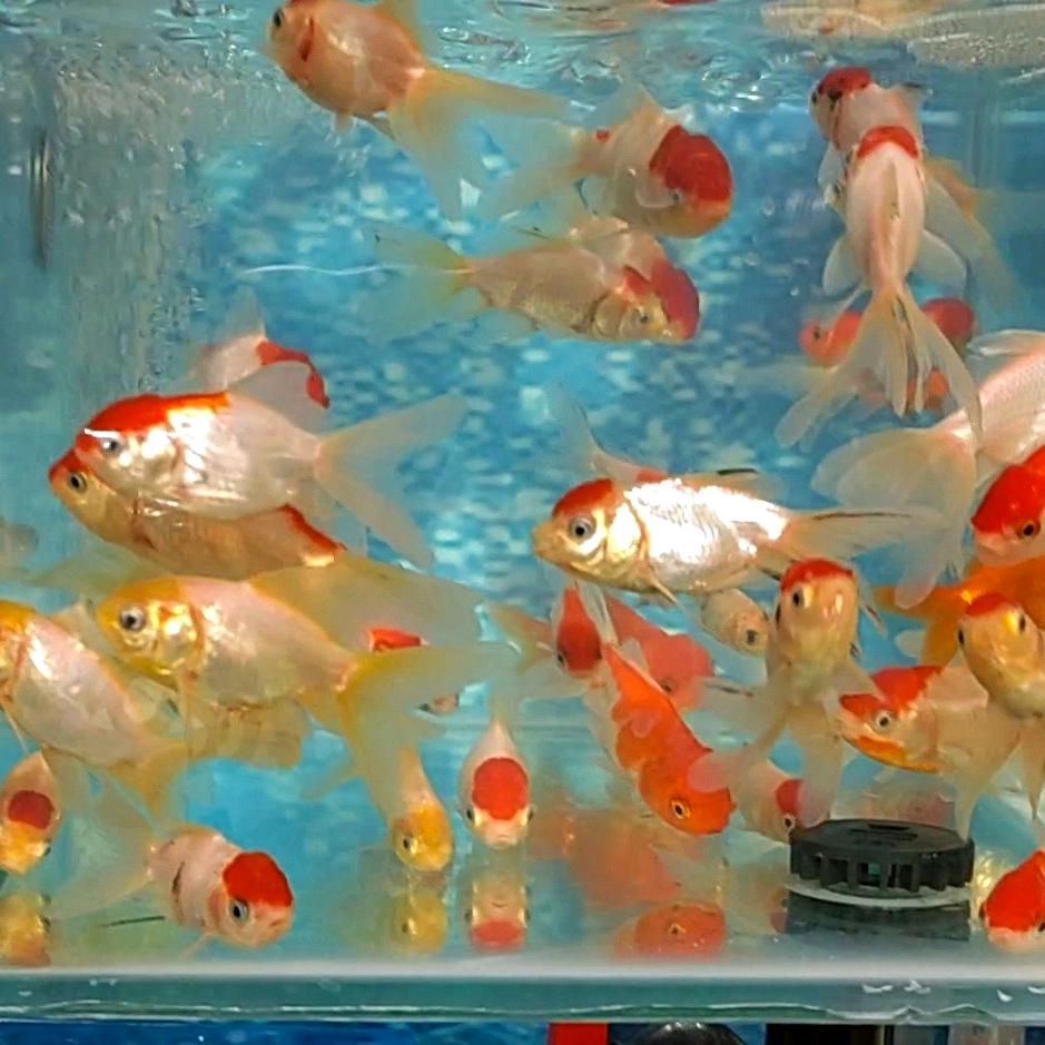 丸丸 花椰菜🥦