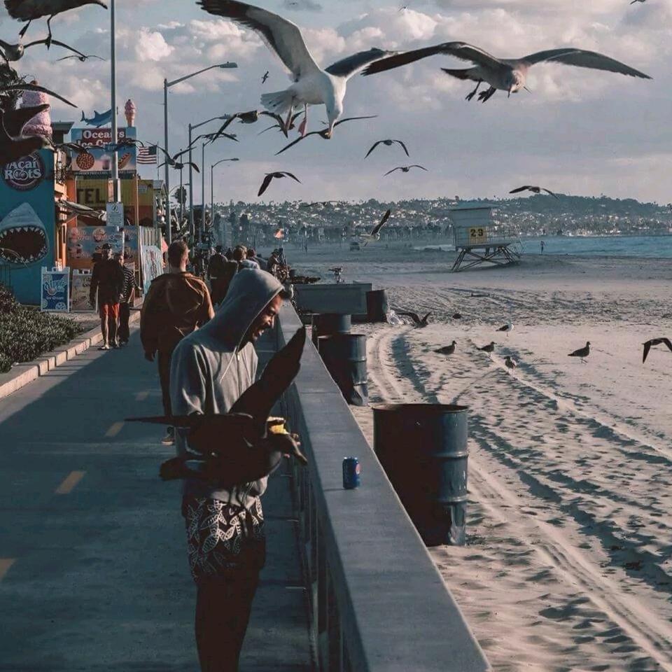 红鲤鱼与绿鲤鱼与驴