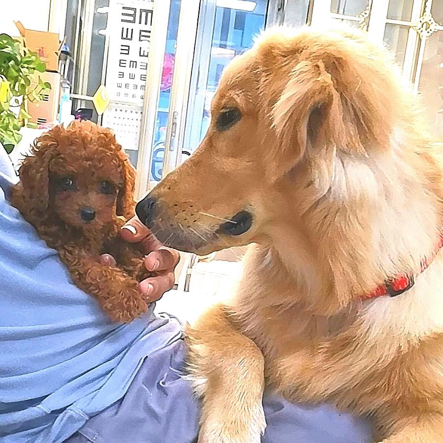🐶蛋黄&蛋卷