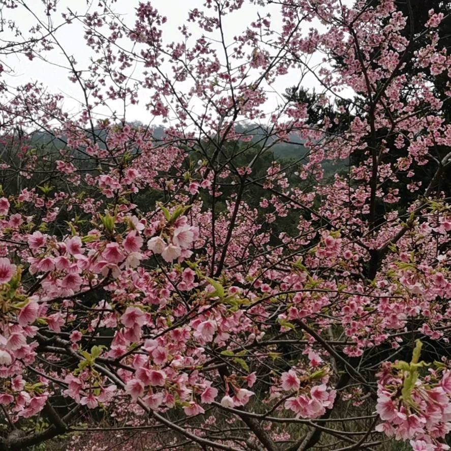 川达通信，小林手机维修，厦门服务中心