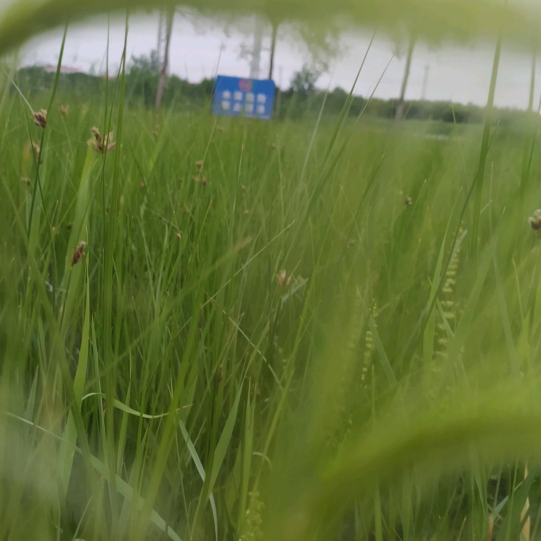好好养侯