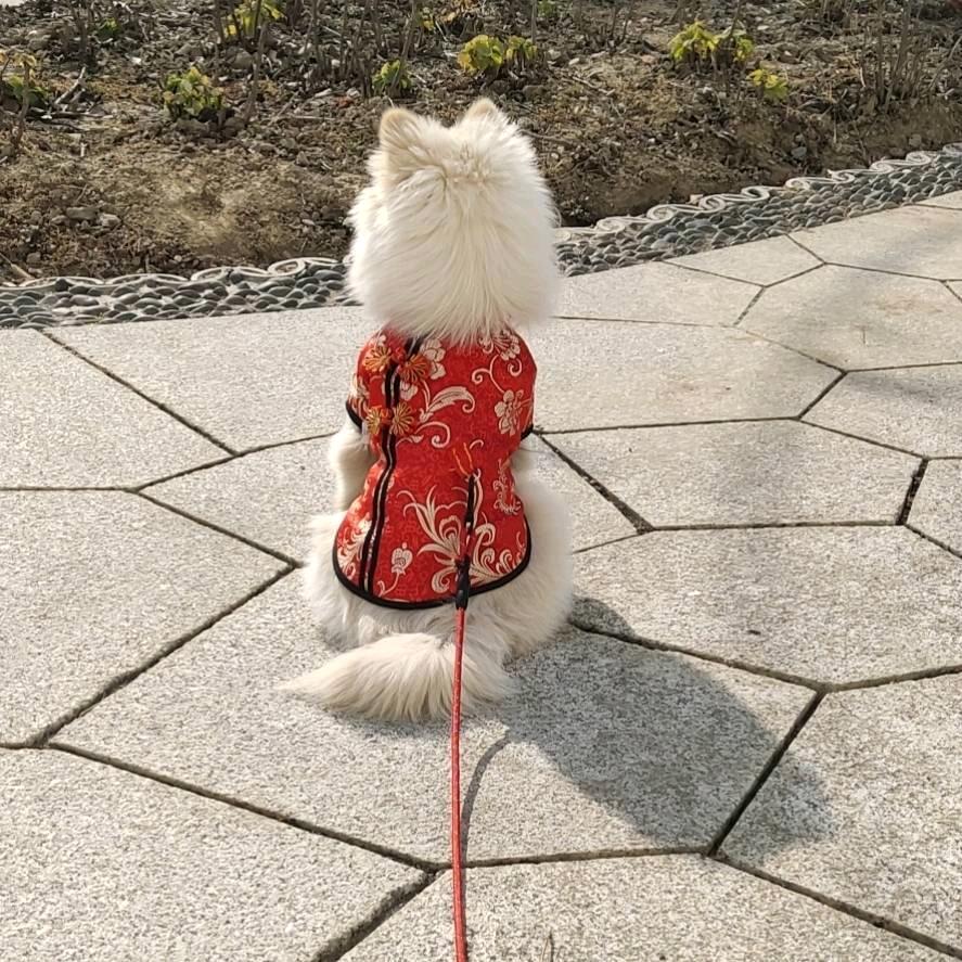 浅笑