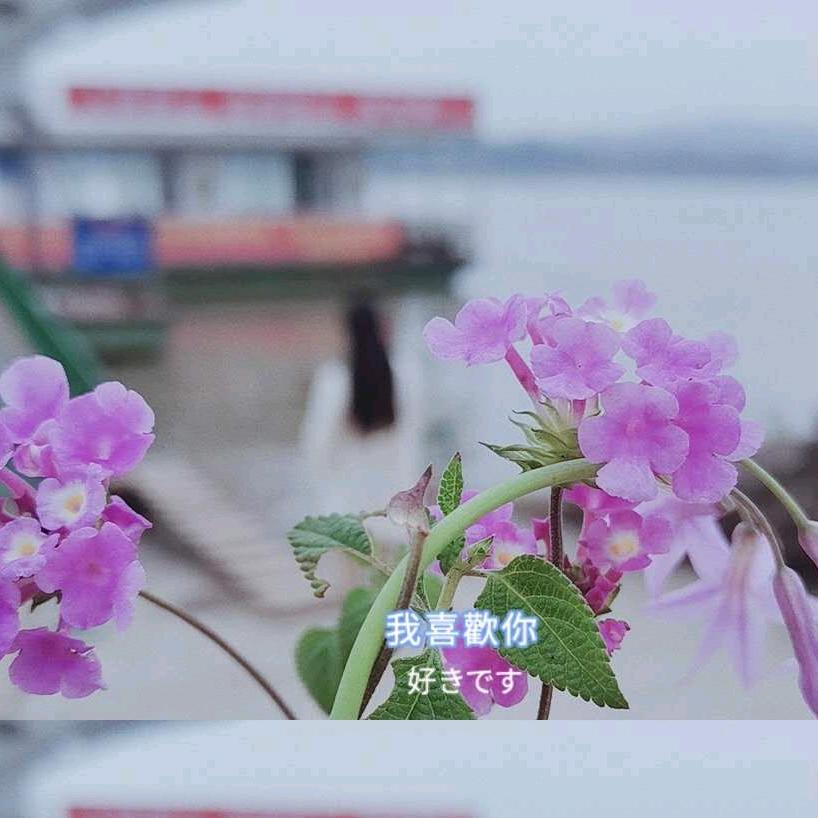燕子