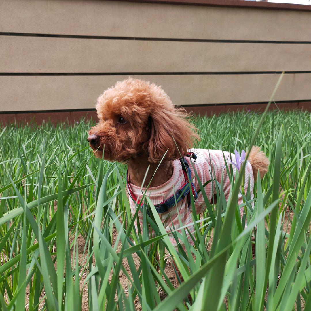 一鹭荷风🌟✨☀️