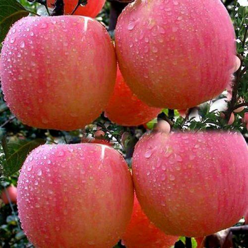 丑🍎苹果
