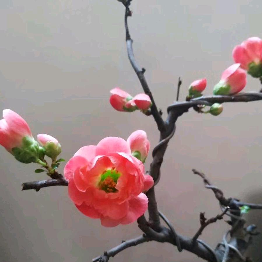 映日荷花别样红