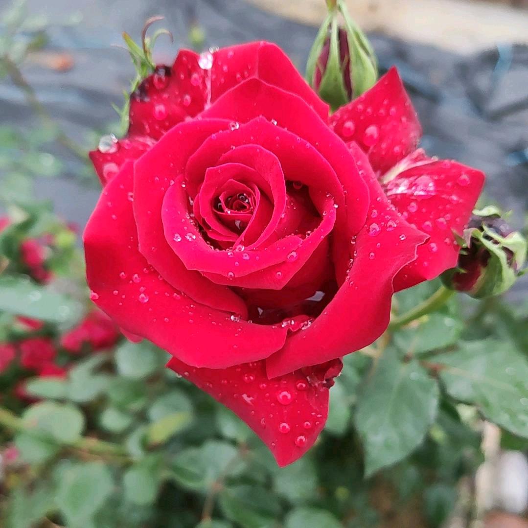 红玫瑰🌈5299