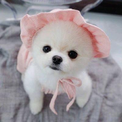 草莓味的小可爱