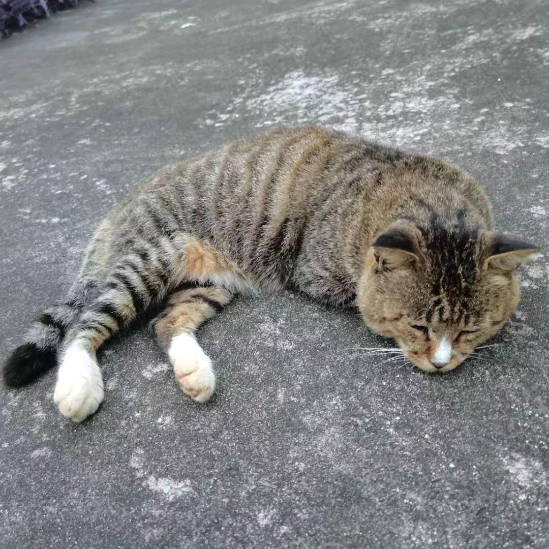 农村小院（大姐）