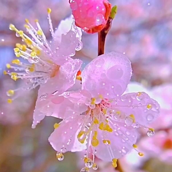 冰菊物语
