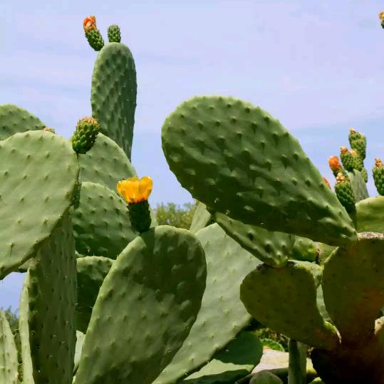 仙人掌🌵头像