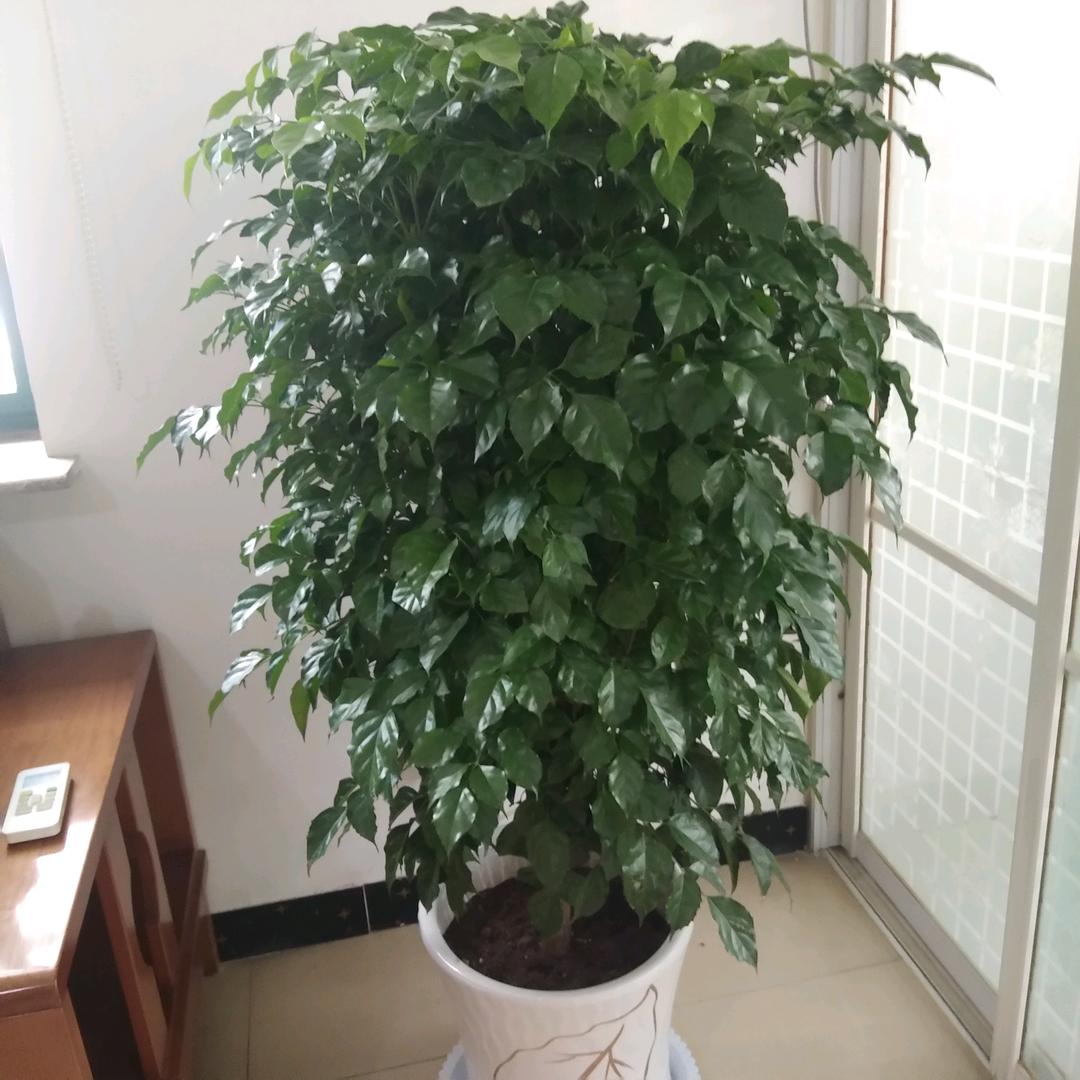首席月嫂 丽人琴瑟