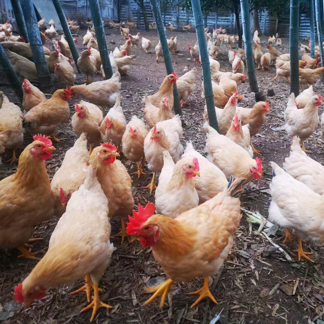 平江县澄潭村桥头养殖场