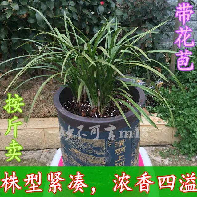 兰花花