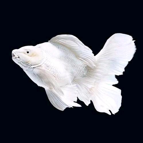 蝴蝶鲤