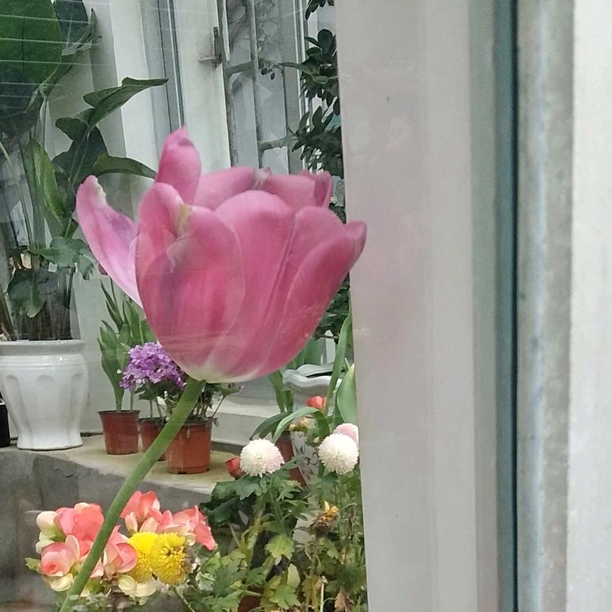 🧚‍♀️🩷语星愿🦋