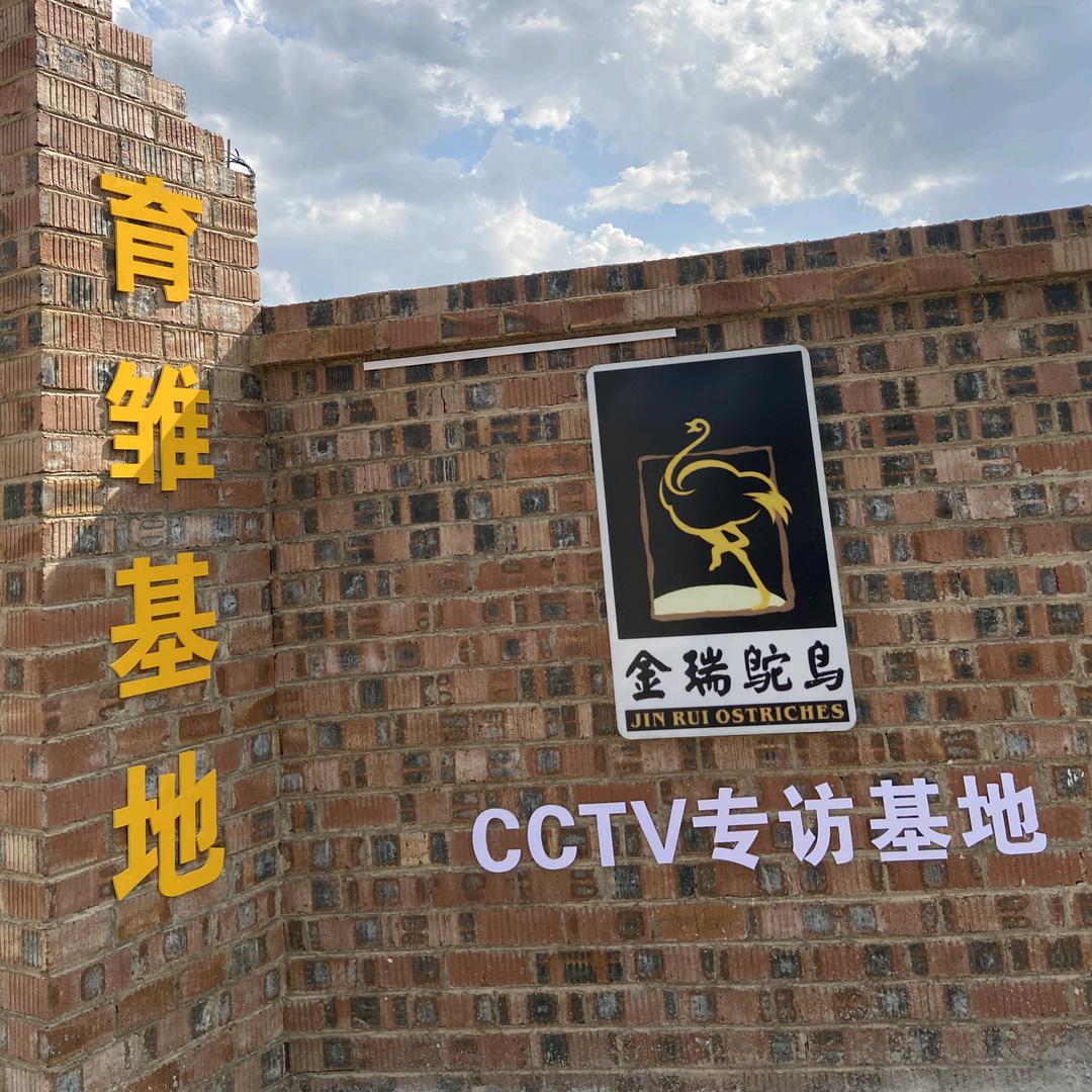 金瑞鸵鸟