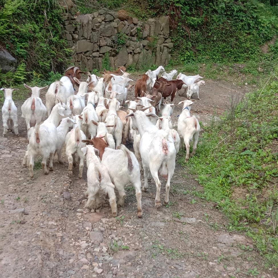 石门县辉玲家庭农场