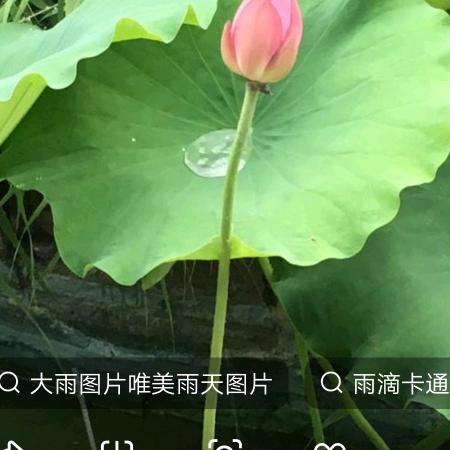 沐雨荷叶