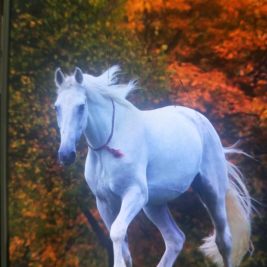 乌市上门回收旧衣服