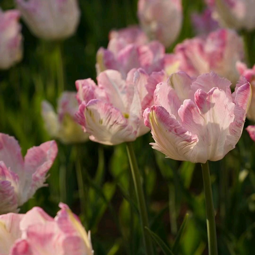 郁金香🌷🌷🌷